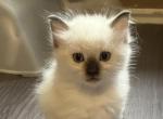 Ragdol - Ragdoll Kitten For Sale - Frisco&comma; TX&comma; US