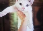 Mia - Snowshoe Kitten For Sale - Meshoppen&comma; PA&comma; US