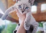 Oscar - Siamese Kitten For Sale - Meshoppen&comma; PA&comma; US