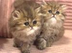 Golden Tabbies - Persian Kitten For Sale - Dalton&comma; GA&comma; US
