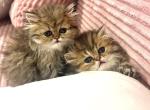 Golden Tabbies - Persian Kitten For Sale - Dalton&comma; GA&comma; US