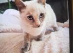Elsa - Siamese Kitten For Sale - Meshoppen&comma; PA&comma; US