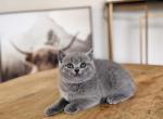 Cutie - British Shorthair Kitten For Sale - Woodland Park&comma; CO&comma; US