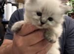 no name yet - Siberian Kitten For Sale - 