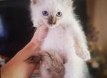 Benny - Ragdoll Kitten For Sale - Meshoppen&comma; PA&comma; US