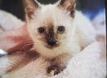 Tahini - Siamese Kitten For Sale - Meshoppen&comma; PA&comma; US