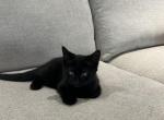 Black Male Kitten - Domestic Kitten For Sale - Westfield&comma; MA&comma; US