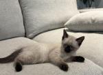 White Male Kitten - Domestic Kitten For Sale - 
