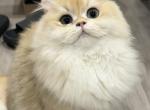 Teetee - British Shorthair Cat For Sale - Long Island City&comma; NY&comma; US