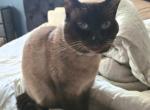 Chill Siamese Male - Siamese Cat For Sale - Charlotte&comma; NC&comma; US