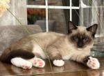 Boy - Siamese Kitten For Sale - Westfield&comma; MA&comma; US