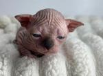 Dilute Blue Point Boy DBE - Sphynx Kitten For Sale - Mesa&comma; AZ&comma; US