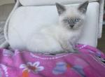 bella - Siamese Kitten For Sale - 
