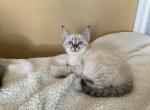 Savannah mix Bengal - Savannah Kitten For Sale - 
