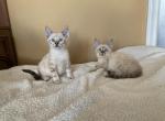 Snow Bengal mix Savannah - Bengal Kitten For Sale - Portland&comma; OR&comma; US