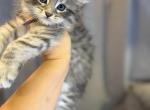 Hawk - Maine Coon Kitten For Sale - 