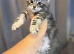 Rowan - Maine Coon Kitten For Sale - 