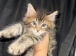 Bramble - Maine Coon Kitten For Sale - 