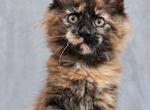 Yucca - Maine Coon Kitten For Sale - Charlotte&comma; NC&comma; US