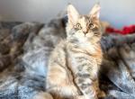 Blue Cream Tortie - Maine Coon Kitten For Sale - Enfield&comma; CT&comma; US