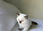 Scottish White  Kitten - Scottish Straight Kitten For Sale - 
