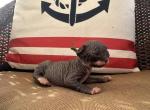 Christmas babies - Sphynx Kitten For Sale - 
