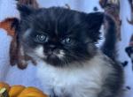 Black smoke bicolor male - Persian Kitten For Sale - Nunda&comma; NY&comma; US