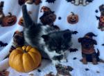 Black smoke bicolor male - Persian Kitten For Sale - 