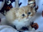 Orange tuxedo male - Persian Kitten For Sale - Nunda&comma; NY&comma; US