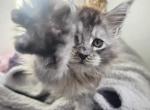 Cinderellas Helpers - Maine Coon Kitten For Sale - Longview&comma; WA&comma; US