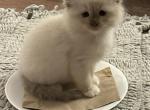 Woody - Ragdoll Kitten For Sale - Denver&comma; PA&comma; US