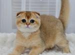 Mark - Scottish Fold Kitten For Sale - Chicago&comma; IL&comma; US