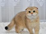 Maya - Scottish Fold Kitten For Sale - Chicago&comma; IL&comma; US
