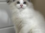 Coco - Ragdoll Kitten For Sale - Potomac&comma; MD&comma; US