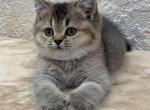 Knopka - British Shorthair Kitten For Sale - Chicago&comma; IL&comma; US