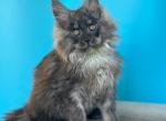 Watson - Maine Coon Kitten For Sale - Los Angeles&comma; CA&comma; US