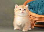 British Ponochka - British Shorthair Kitten For Sale - Manorville&comma; NY&comma; US