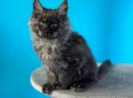 Wega - Maine Coon Kitten For Sale - Los Angeles&comma; CA&comma; US