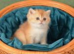 British Paulina - British Shorthair Kitten For Sale - Manorville&comma; NY&comma; US