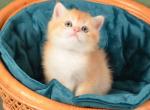 British Pashtet - British Shorthair Kitten For Sale - Manorville&comma; NY&comma; US