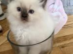 Cloud - Ragamuffin Kitten For Sale - NY&comma; US