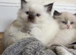 Arrow - Ragamuffin Kitten For Sale - NY&comma; US