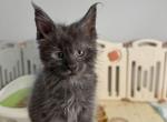Gabby - Maine Coon Kitten For Sale - Hollywood&comma; FL&comma; US