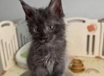 Gabby - Maine Coon Kitten For Sale - Hollywood&comma; FL&comma; US