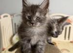 George - Maine Coon Kitten For Sale - Hollywood&comma; FL&comma; US