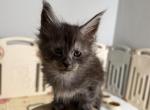 Gucci - Maine Coon Kitten For Sale - Hollywood&comma; FL&comma; US