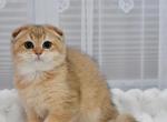 Maya - Scottish Fold Kitten For Sale - Los Angeles&comma; CA&comma; US