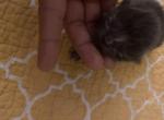 Ella Litter - Domestic Kitten For Sale - Farmington&comma; CT&comma; US