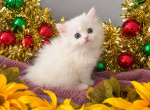 Beautiful White Scottish Straight Girl - Scottish Straight Kitten For Sale - Orlando&comma; FL&comma; US