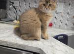 Charlie middle hair - Scottish Fold Kitten For Sale - Naperville&comma; IL&comma; US